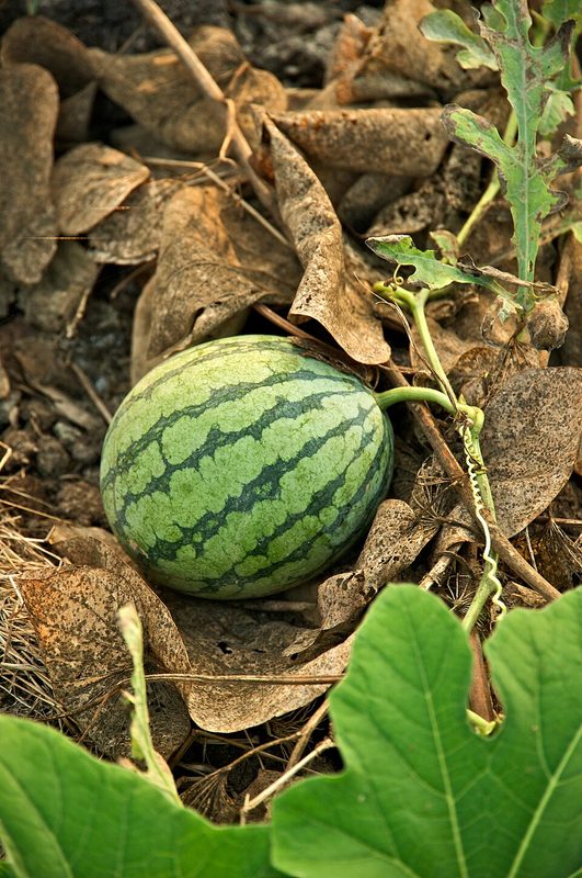 Watermelon (2 slices)